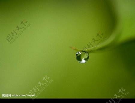 清晨水滴绿叶水滴图片