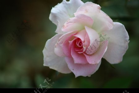 粉紅玫瑰图片
