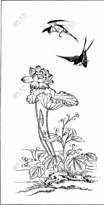 飞鸟鸟雀花朵线图图片