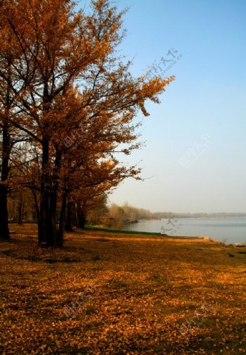 沂河岸边金黄的银杏林图片
