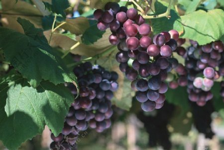 新鲜葡萄高清摄影图片