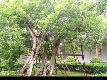 江阴红豆树图片