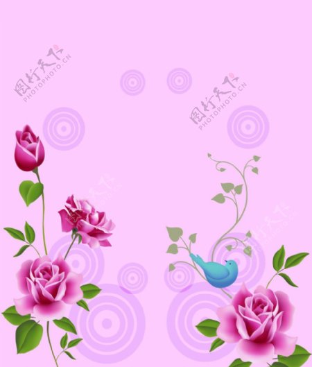 蓝鹊玫瑰图片