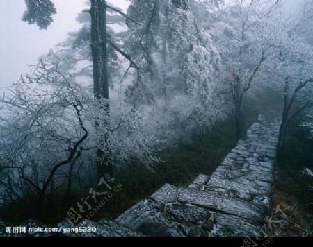黄山松树雾霜图片