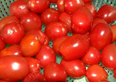 珍珠番茄图片