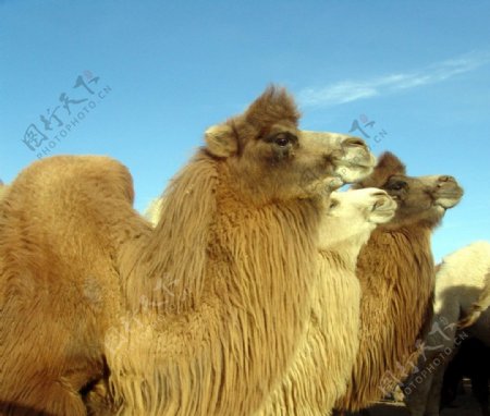 骆驼群摄影图图片