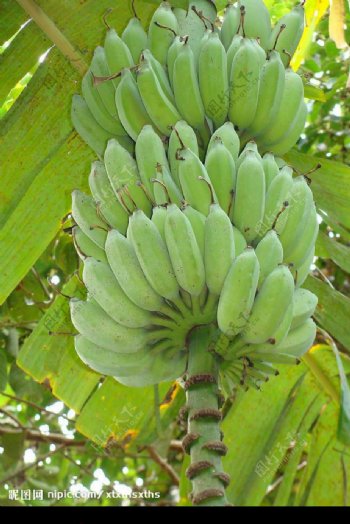 热带植物香蕉树图片