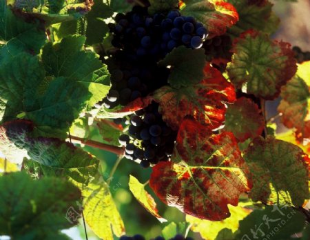 葡萄酒庄园酿酒专用红葡萄图片