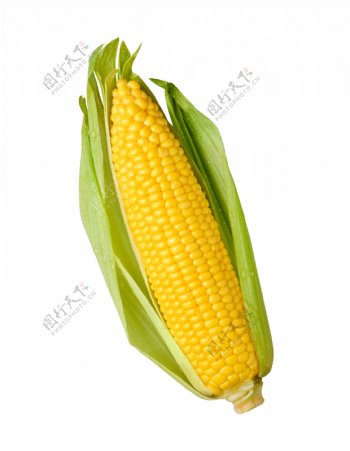 高清玉米图片素材