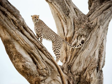 爬在树上的猎豹图片