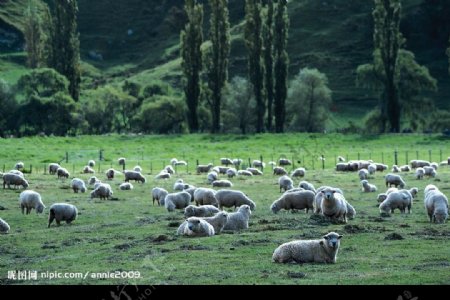 休憩的羊群图片