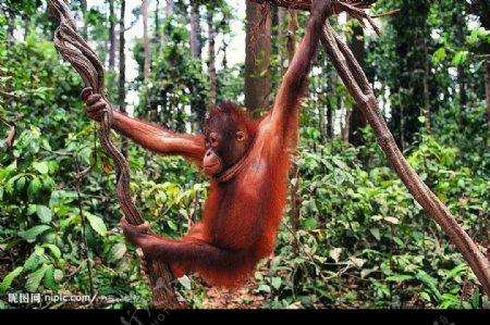 抓住树藤上荡秋千的红猩猩图片