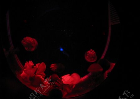 灯光下的水母图片
