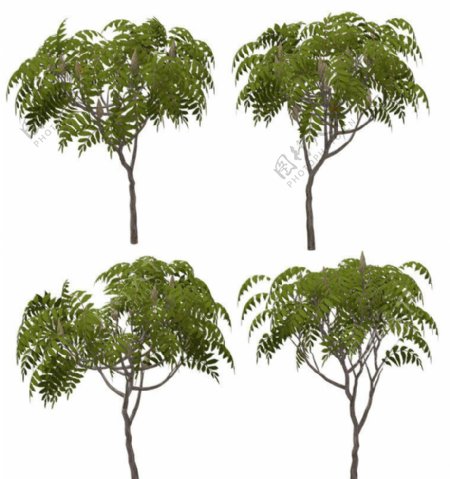 3D鹿角树图片