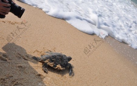 海龟入海放生图片