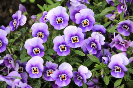 唯美紫罂粟图片