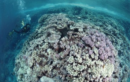 珊蝴礁石图片