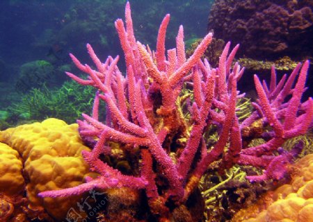 红色珊瑚图片