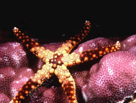 动物图片集锦海星