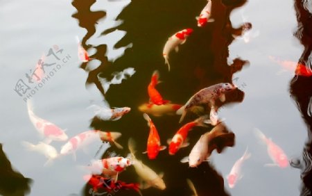 一池锦鲤图片