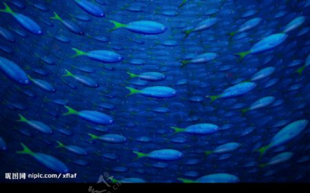 金鱼鱼儿遨游蓝色海底图片