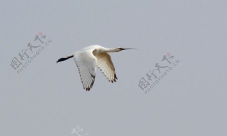 白琵鹭图片