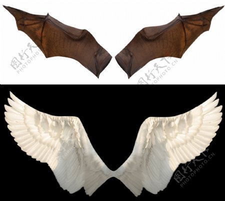 蝙蝠翅膀照片鸽子翅膀照片翅膀照片天使之翼素材图片