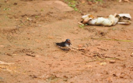 燕啄春泥图片