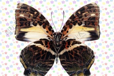 褐色白色纹理蝴蝶图片