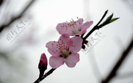樱花花蕾图片
