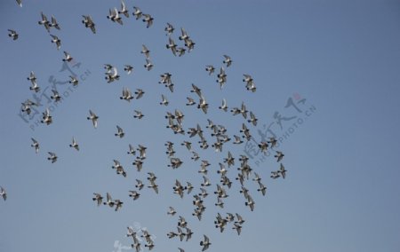 今年春天拍摄的鸽群图片
