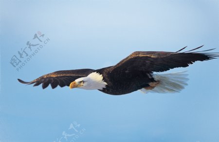 鹰飞翔图片
