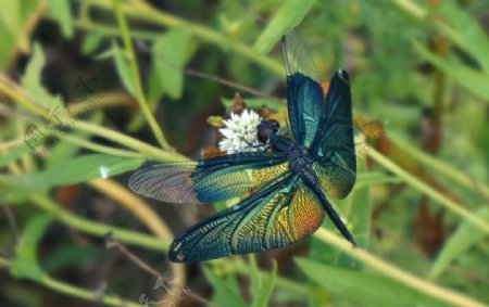 黑丽翅蜻图片
