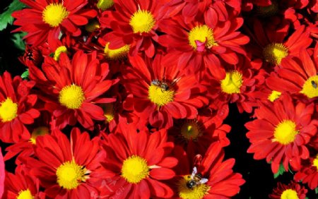 红菊花荷兰菊图片