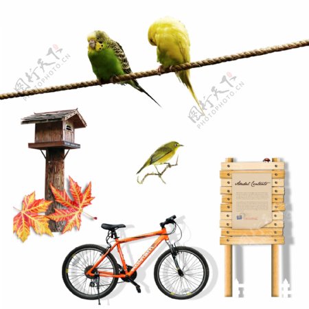 自行车鹦鹉图片