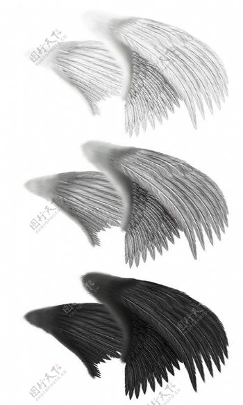 羽毛翼抠图图片