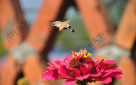 蜂鸟蛾图片