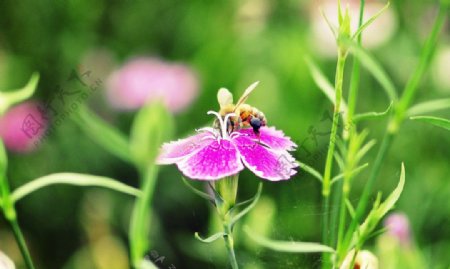 鲜花与蜜蜂图片