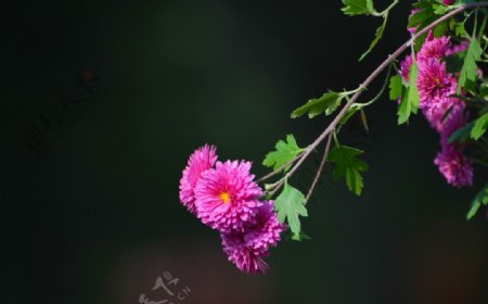 小粉菊花图片