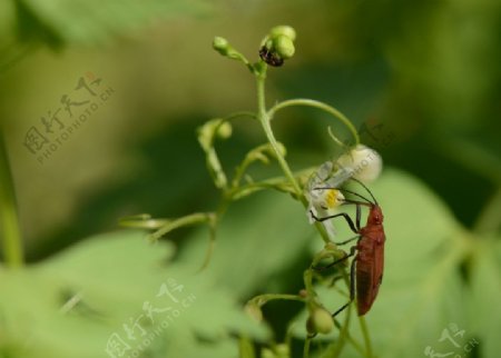 小红虫与灯笼花儿图片
