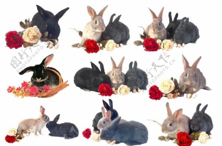 兔子和玫瑰图片