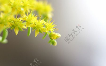 黄色花朵花蕊图片