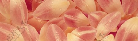 粉红色的花瓣图片