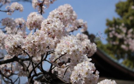 上野樱花图片