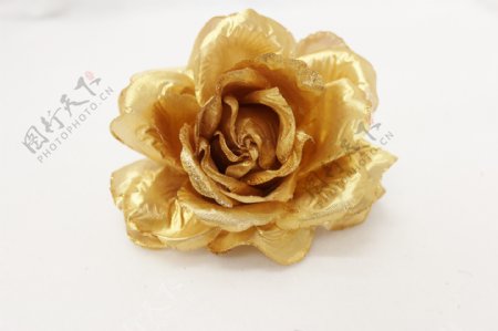 金色玫瑰图片