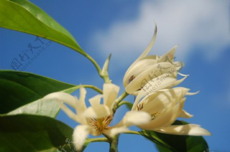 缅桂花图片