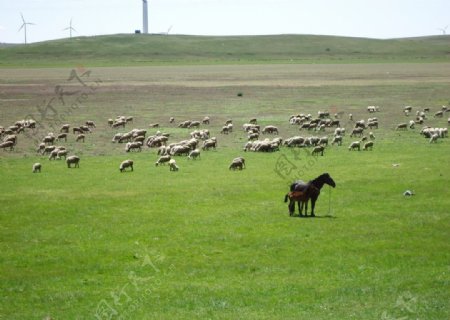 草原羊群马图片