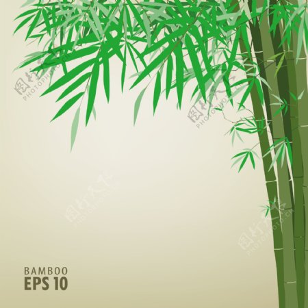 绿竹背景图片
