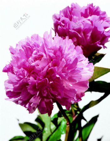 毛茸茸的花花卉枝节图片