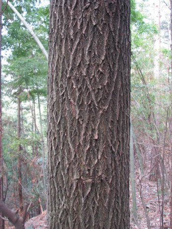 树木纹理图片